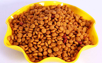 貓吃貓糧有時不嚼碎怎么辦 貓吃貓糧不用嚼嗎