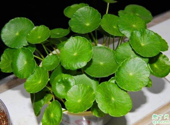 金錢草為什么老開花 銅錢草用什么肥料最好2