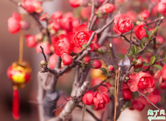 剛買(mǎi)的花換盆土很濕還用澆水嗎 花市買(mǎi)花為什么養(yǎng)不活3