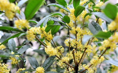 四季桂黃葉的原因是什么 四季桂黃葉怎么補救