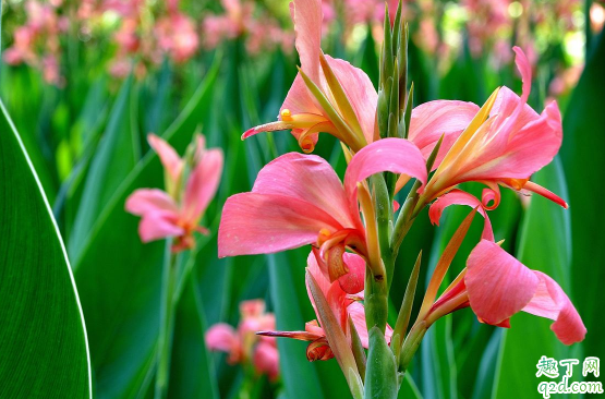 美人蕉爛根是咋回事 美人蕉爛根怎么補救1