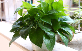 綠蘿換盆可以用草灰嗎 綠蘿換盆的時候要注意什么