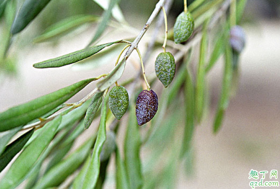 烏欖怎么嫁接成活率高 烏欖養(yǎng)植需要注意哪些事項3