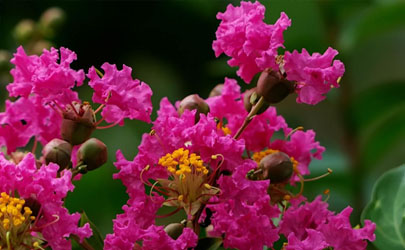 百日紅在室內(nèi)養(yǎng)植好不好 百日紅怎么養(yǎng)長得旺盛