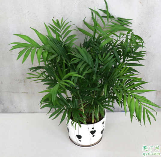 袖珍椰子好養(yǎng)不 養(yǎng)袖珍椰子需注意什么1