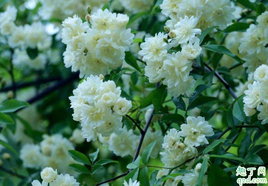 山木香好養(yǎng)活不 養(yǎng)植山木香需注意哪些事項(xiàng)2