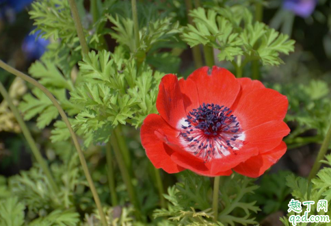 銀蓮花黃葉的原因是什么原因 銀蓮花黃葉怎么補救3