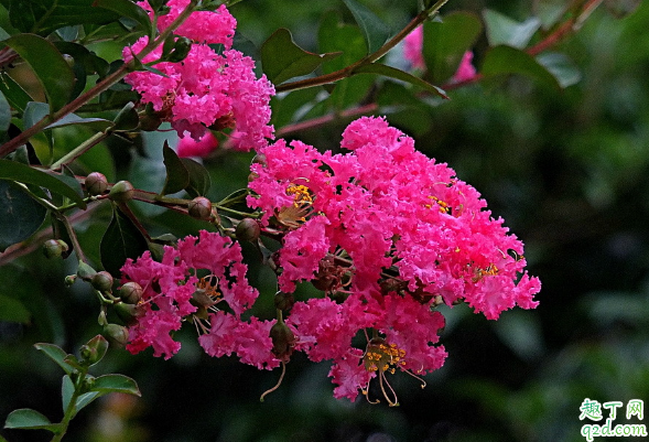 百日紅在室內(nèi)養(yǎng)植好不好 百日紅怎么養(yǎng)長得旺盛3