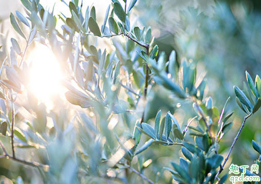 烏欖怎么嫁接成活率高 烏欖養(yǎng)植需要注意哪些事項2