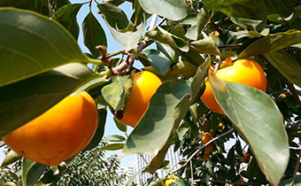 柿子葉減肥多久見(jiàn)效 柿子葉還有哪些用途