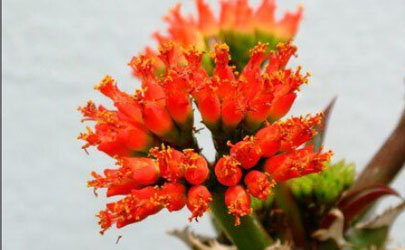 噴火龍爛根怎么回事 噴火龍老是爛根怎么解決