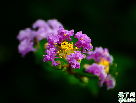 百日紅好養(yǎng)活不 怎樣增加百日紅盛花期2