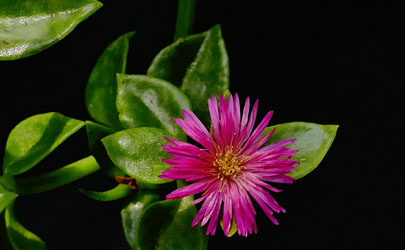 牡丹吊蘭啥時候換盆好 牡丹吊蘭換盆后怎么養(yǎng)護