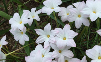 風(fēng)雨蘭一年四季開(kāi)花么? 風(fēng)雨蘭怎樣養(yǎng)花開(kāi)不斷