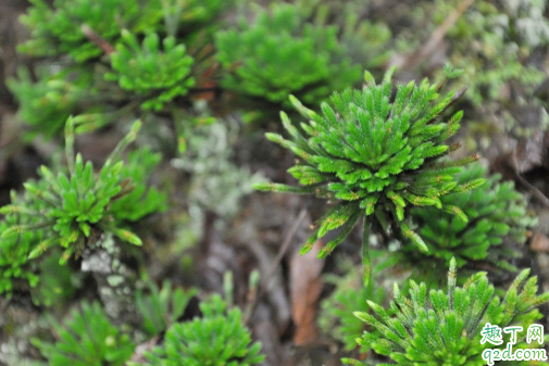 卷柏可以水培嗎 養(yǎng)卷柏哪些事項(xiàng)是要注意的2