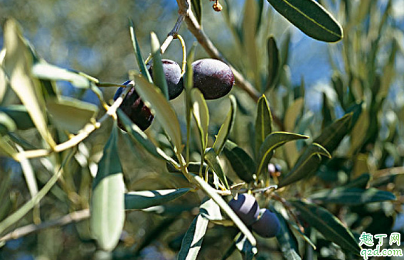 烏欖怎么嫁接成活率高 烏欖養(yǎng)植需要注意哪些事項1