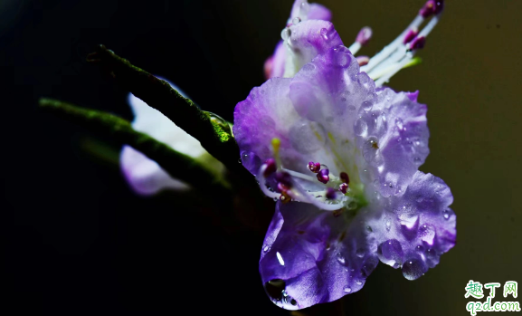 蝴蝶梅為啥老黃葉 蝴蝶梅黃葉子怎么救1