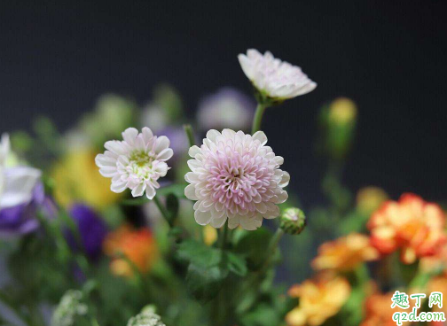 多頭菊生長(zhǎng)期一定要摘心嗎 多頭菊花期結(jié)束之后要怎么打理1