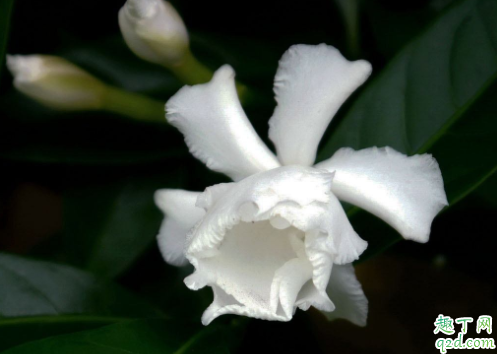 為什么水晶茉莉的花苞會(huì)掉 水晶茉莉掉花苞怎么補(bǔ)救1