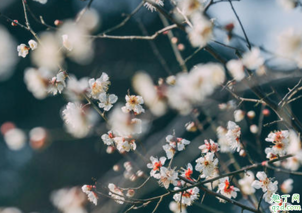 2020年臘月初九是哪一天 2020年臘月初九宜忌1