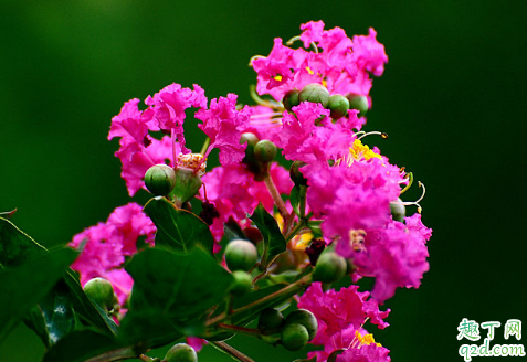 百日紅好養(yǎng)活不 怎樣增加百日紅盛花期3
