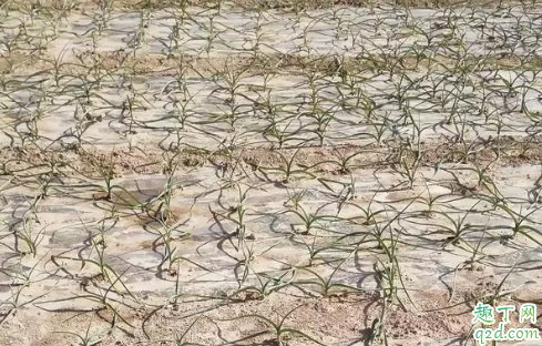 大蒜苗期發(fā)生黃化的原因 大蒜苗期黃化怎么辦3