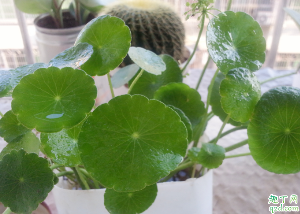 金錢草為什么老開花 銅錢草用什么肥料最好3