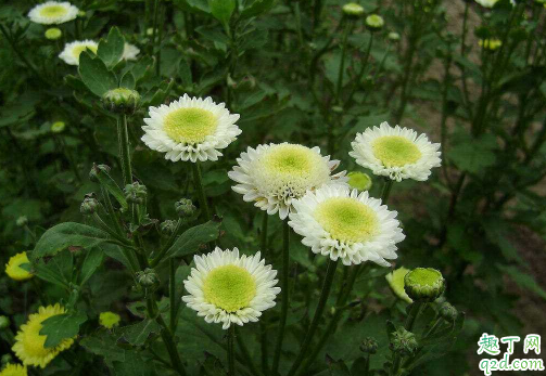 多頭菊生長(zhǎng)期一定要摘心嗎 多頭菊花期結(jié)束之后要怎么打理2