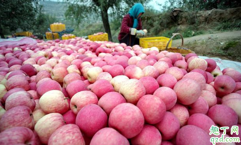 片紅蘋(píng)果與條紅蘋(píng)果哪個(gè)營(yíng)養(yǎng)高 片紅蘋(píng)果和條紅蘋(píng)果怎么選擇1