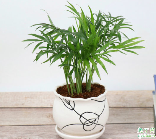 袖珍椰子放臥室好嗎 怎樣養(yǎng)袖珍椰子長的大3