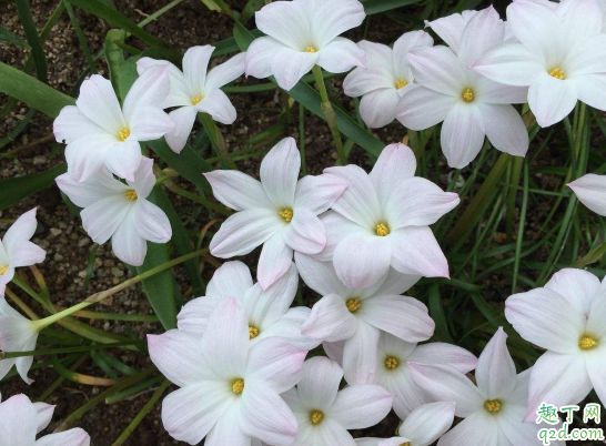 風(fēng)雨蘭一年四季開(kāi)花么? 風(fēng)雨蘭怎樣養(yǎng)花開(kāi)不斷3