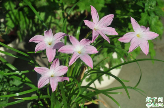 風(fēng)雨蘭一年四季開(kāi)花么? 風(fēng)雨蘭怎樣養(yǎng)花開(kāi)不斷1