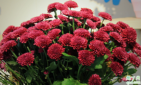 多頭菊花能在室內(nèi)養(yǎng)植嗎 多頭菊花怎樣養(yǎng)花開旺盛3