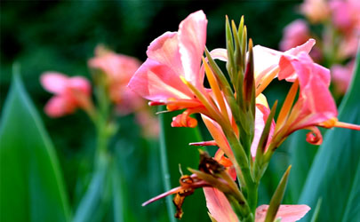 美人蕉爛根是咋回事 美人蕉爛根怎么補救