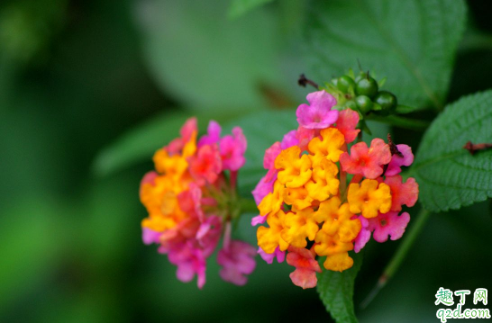 如意花可以水養(yǎng)嗎 如意花怎樣水養(yǎng)花開的旺盛2