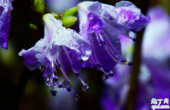 蝴蝶梅為啥老黃葉 蝴蝶梅黃葉子怎么救2