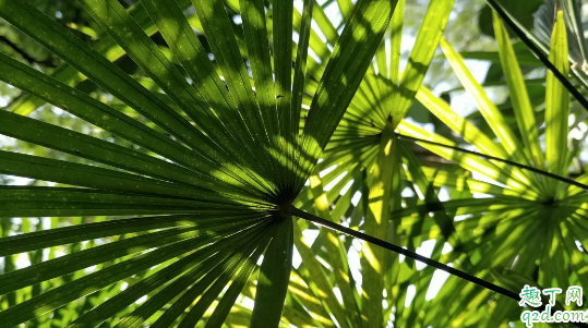 棕竹為啥老是黃葉 棕竹總愛黃葉怎么補(bǔ)救3