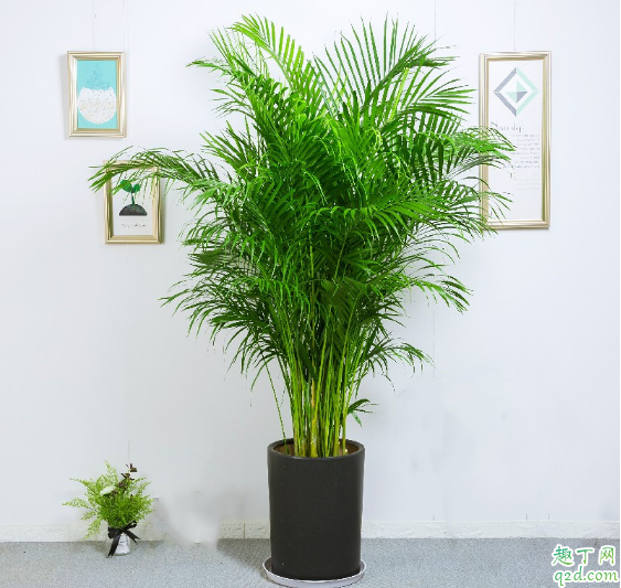 袖珍椰子放臥室好嗎 怎樣養(yǎng)袖珍椰子長的大1