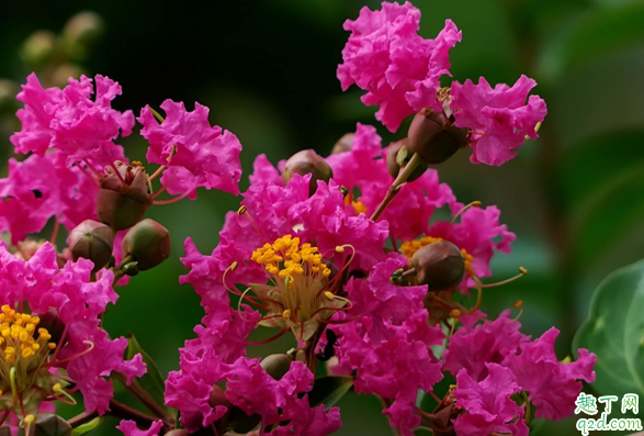 百日紅在室內(nèi)養(yǎng)植好不好 百日紅怎么養(yǎng)長得旺盛1