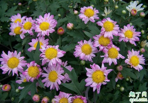 多頭菊生長(zhǎng)期一定要摘心嗎 多頭菊花期結(jié)束之后要怎么打理3