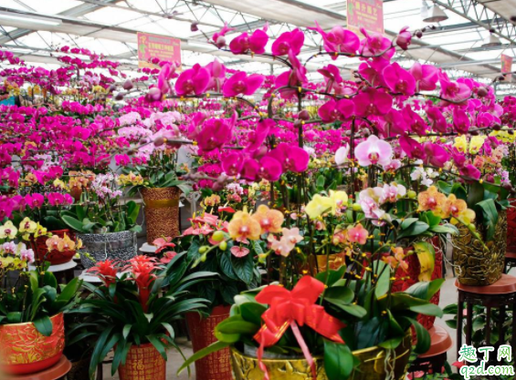 剛買(mǎi)的花換盆土很濕還用澆水嗎 花市買(mǎi)花為什么養(yǎng)不活1