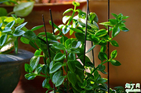 牡丹吊蘭啥時候換盆好 牡丹吊蘭換盆后怎么養(yǎng)護(hù)3