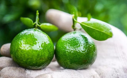 小青柑與什么搭配最好 冬天喝小青柑有什么好處