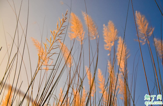 貓尾草容易成活嗎 貓尾草養(yǎng)殖哪些是要注意的2