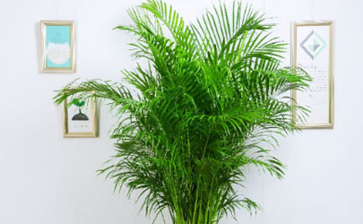 袖珍椰子放臥室好嗎 怎樣養(yǎng)袖珍椰子長(zhǎng)的大