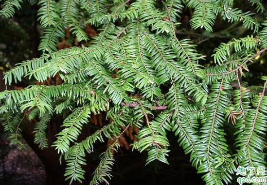 鐵杉好養(yǎng)活嗎 鐵杉怎么樣長得旺盛2