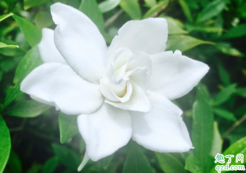 為什么水晶茉莉的花苞會(huì)掉 水晶茉莉掉花苞怎么補(bǔ)救3