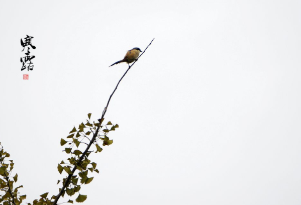 2020年寒露能登記結(jié)婚嗎 2020年寒露可以結(jié)婚擺酒席嗎4