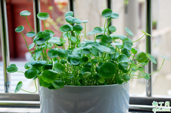 銅錢草長得很高怎么辦 銅錢草怎么防止徒長3