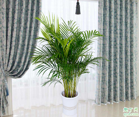 袖珍椰子好養(yǎng)不 養(yǎng)袖珍椰子需注意什么2